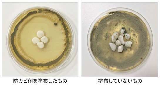 かび抵抗性試験